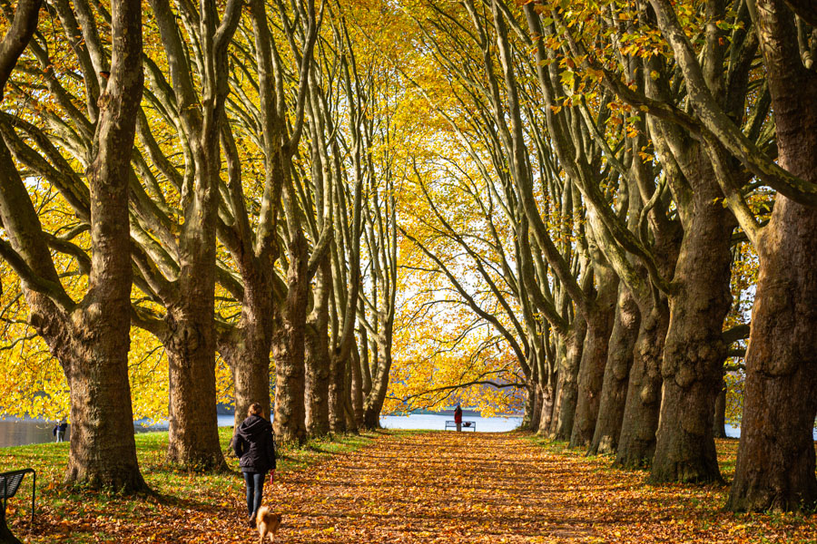 Herbstliche Allee am Decksteiner Weiher