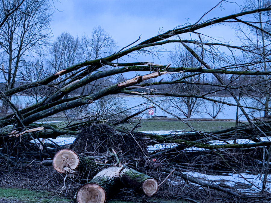 Umgestürzte Bäume nach Hochwasser und Sturm