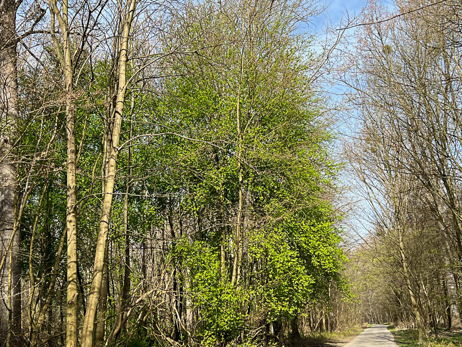 Der Frühling kommt mit Macht