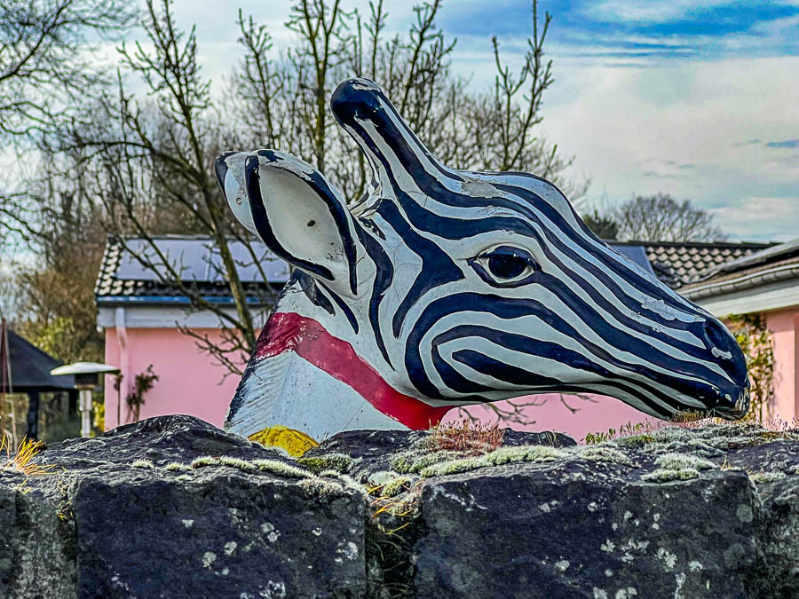 Giraffenzebra