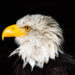 Adler