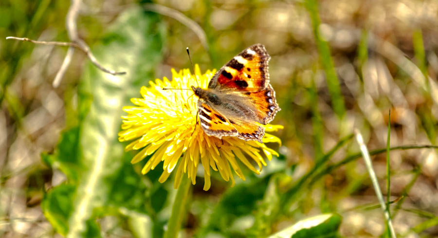 Schmetterling