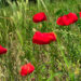 Klatschmohn