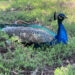 Pfau