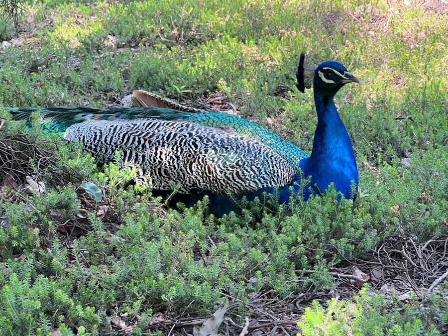 Pfau