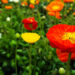 Blumen