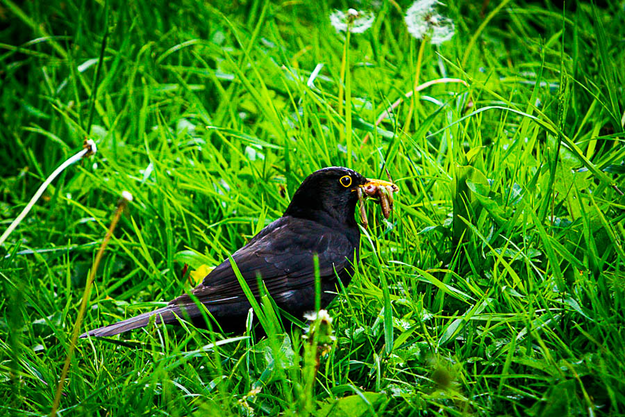 Amsel